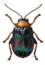 Русификатор для Beetle Time