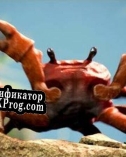 Русификатор для Crab Rave The Game