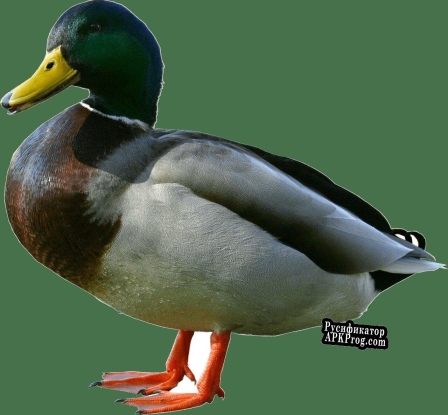 Русификатор для Descend of Duck