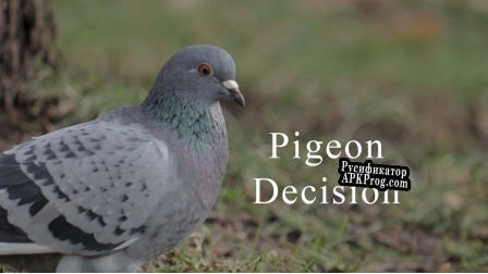 Русификатор для Pigeon Decision