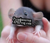 Русификатор для RaT SiMuLaToR (itch) (FoxBitsGameDev)